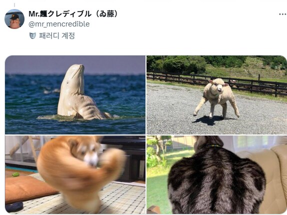 몸 좋은 동물짤.jpg_1.png