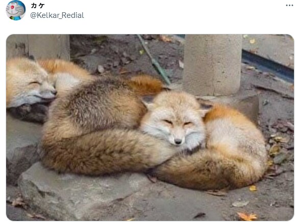 몸 좋은 동물짤.jpg_2.png