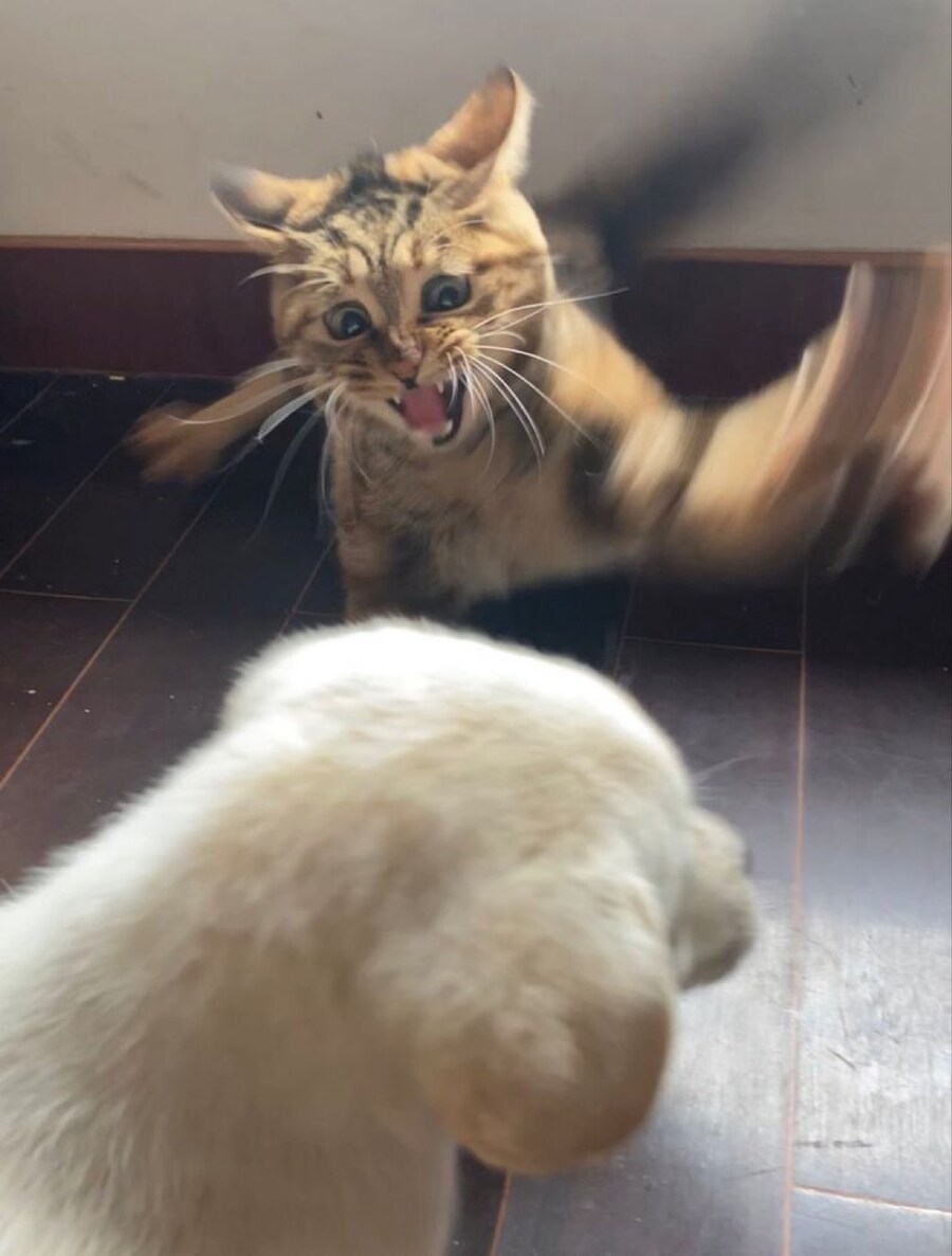 ???:죽어!!! 강아지새끼야!!!_1.jpg