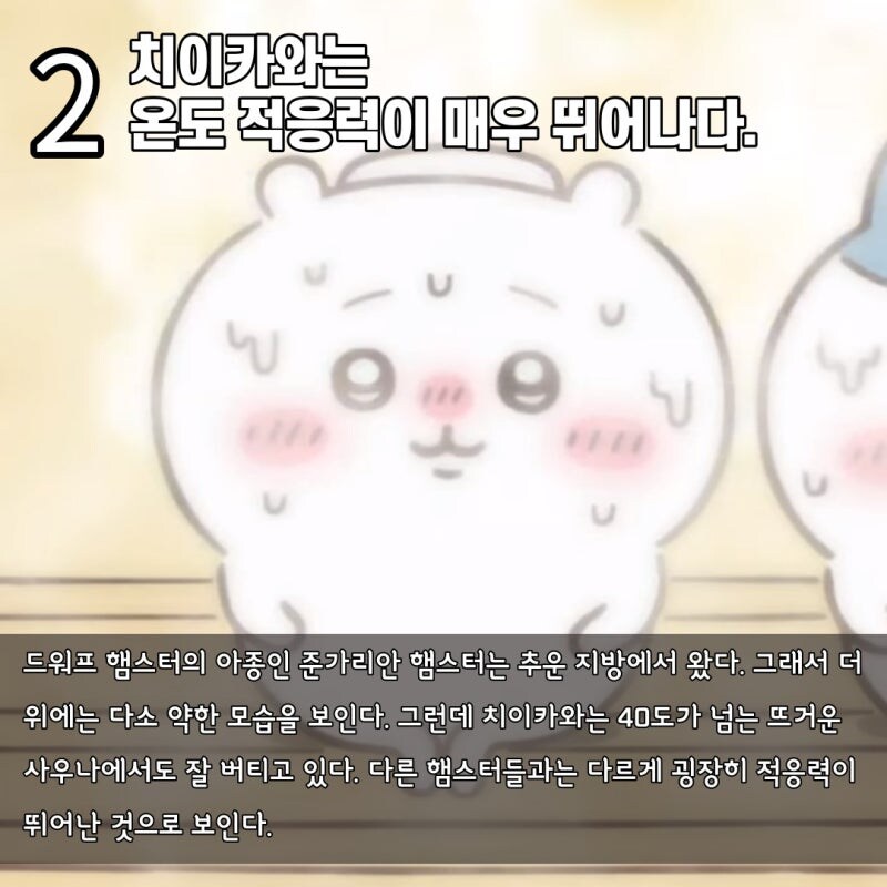 수의사가 장난으로 분석하는 치이카와_3.jpg