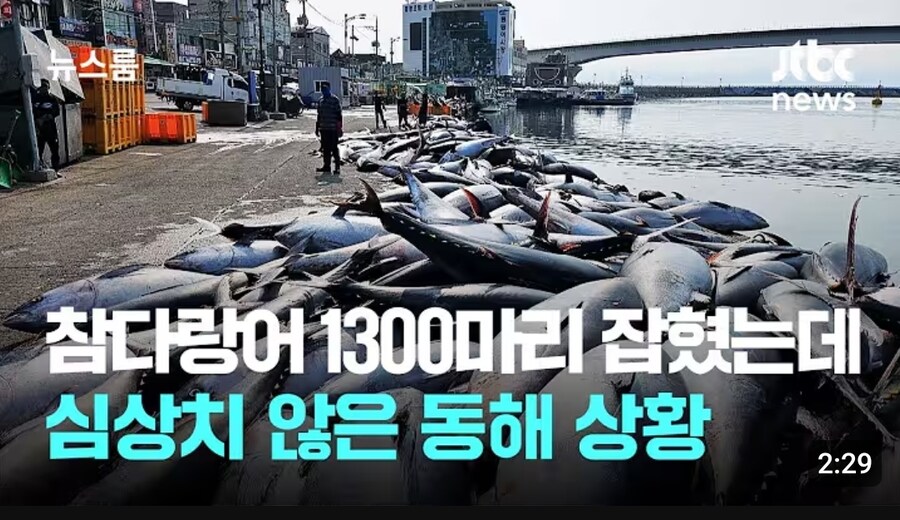 참치 "어떠십니까, 슬슬 무섭지 않으십니까?"_2.jpg