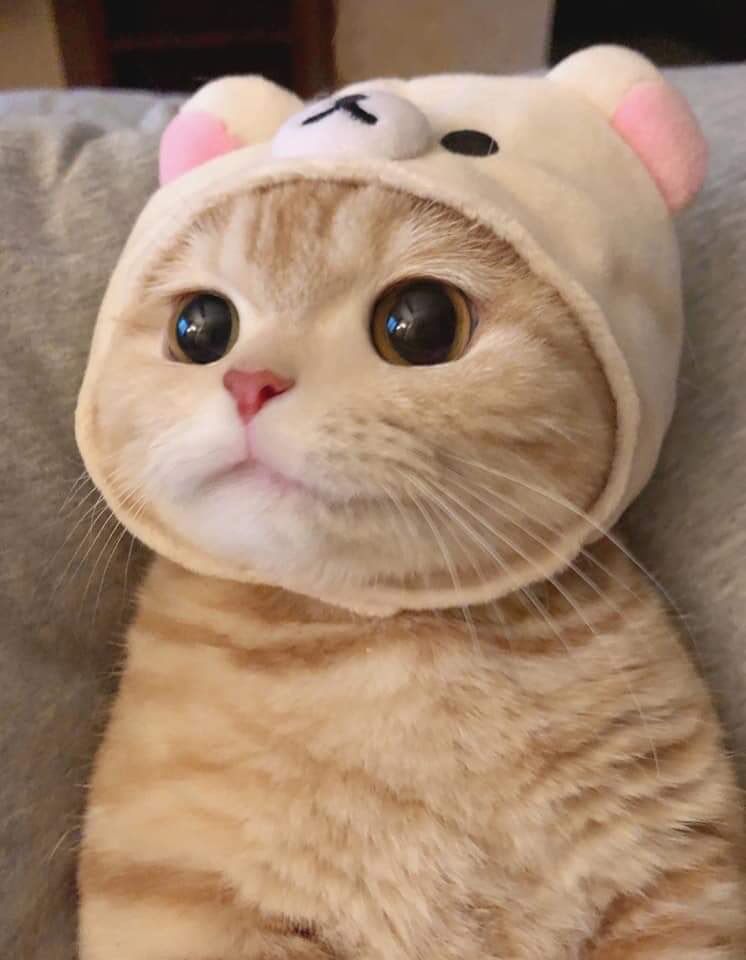 고양이들을 올려보겠다_6.jpg