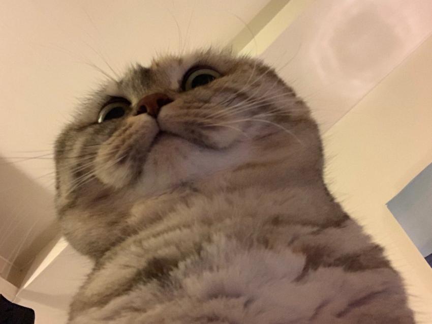 고양이들을 올려보겠다_7.jpg