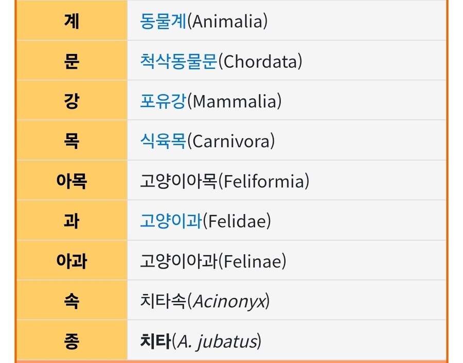 치타특)_3.jpg