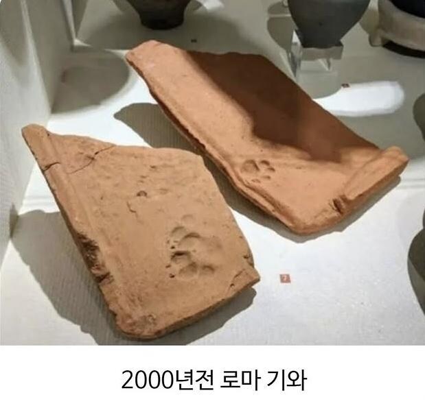 수천년동안 한결같은 동물_2.jpg