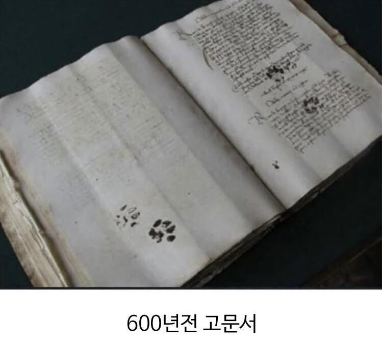 수천년동안 한결같은 동물_4.jpg
