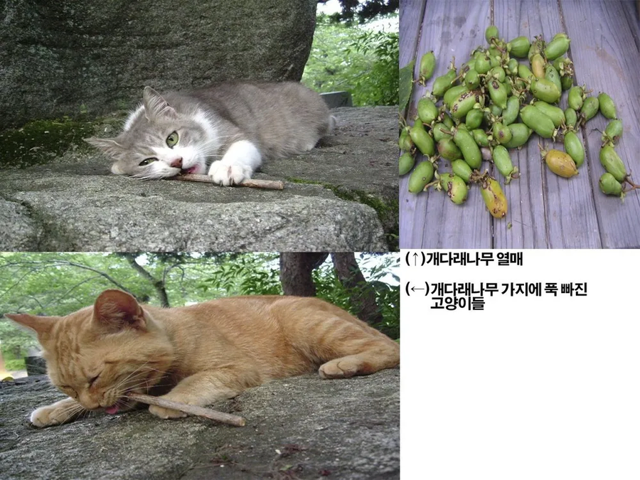 뱅드림) "냥이를 위한 가게 원해"_8.webp