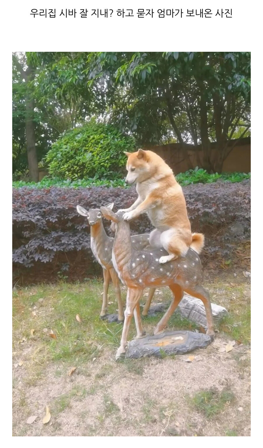 잘 지내는 시바견_1.jpg