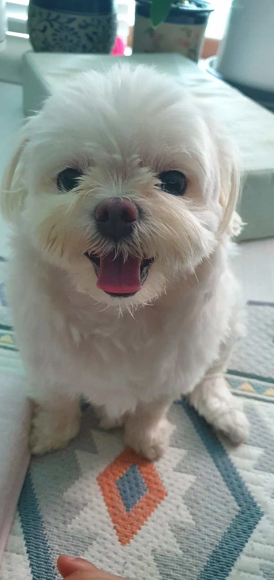 주말에 마주한 강아지._2.webp