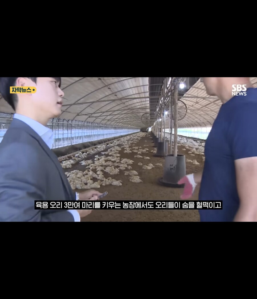 폭염에 가축들 폐사_8.jpg