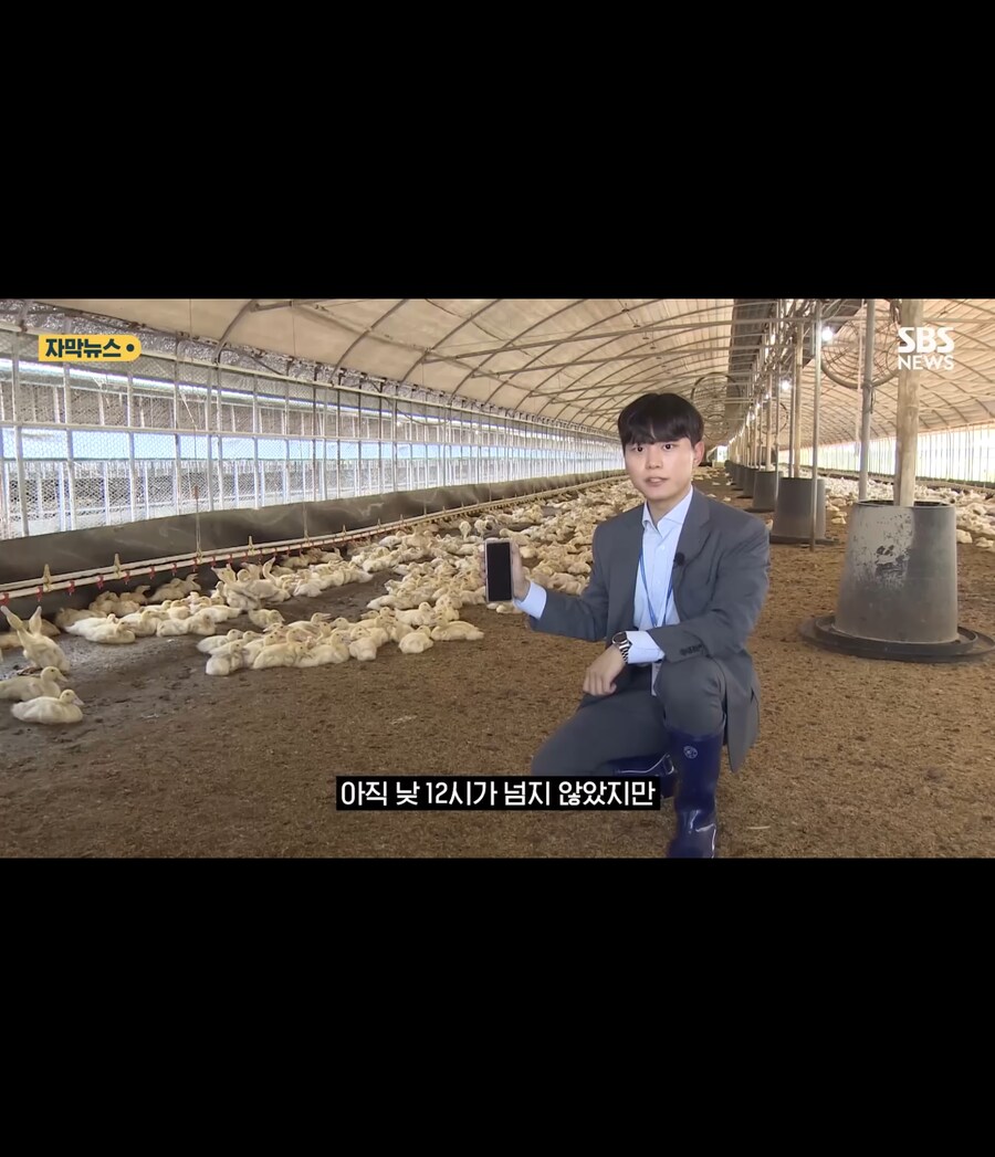 폭염에 가축들 폐사_13.jpg
