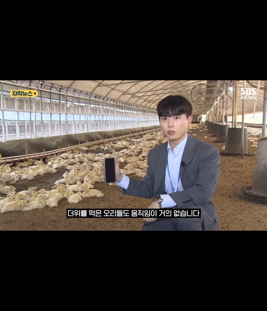 폭염에 가축들 폐사_15.jpg