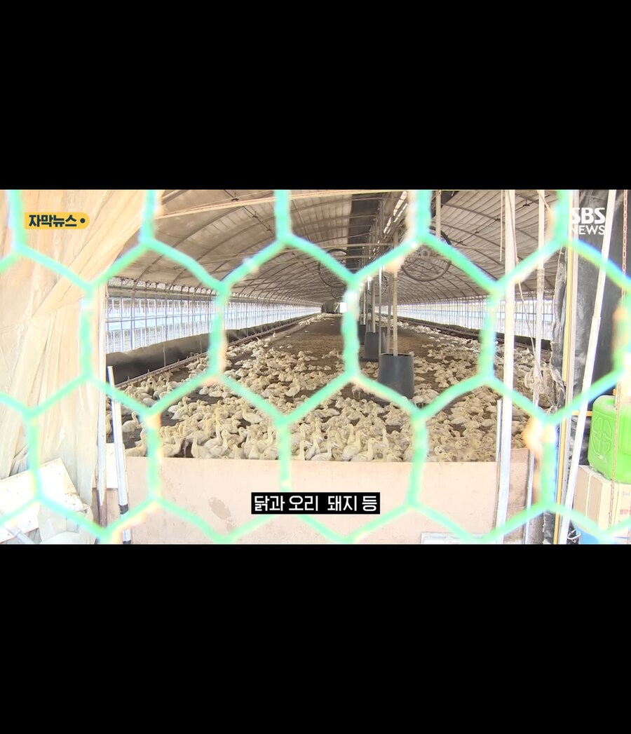 폭염에 가축들 폐사_16.jpg