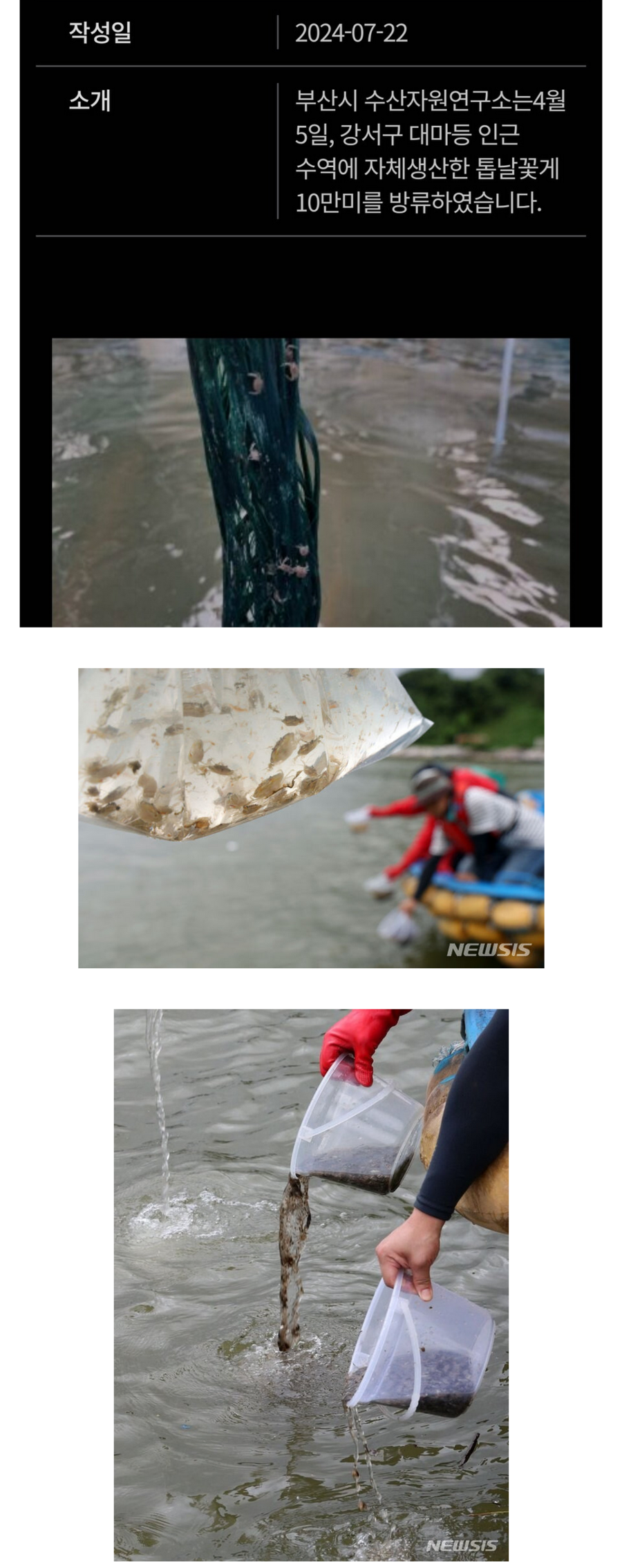 생태계 교란 외래종 톱날꽃게 근황_2.webp