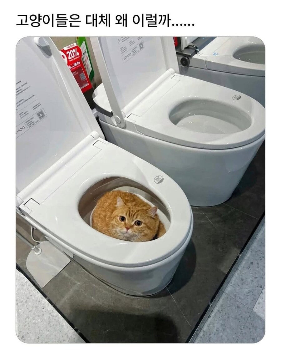고양이는 무슨 생각해?_1.jpg