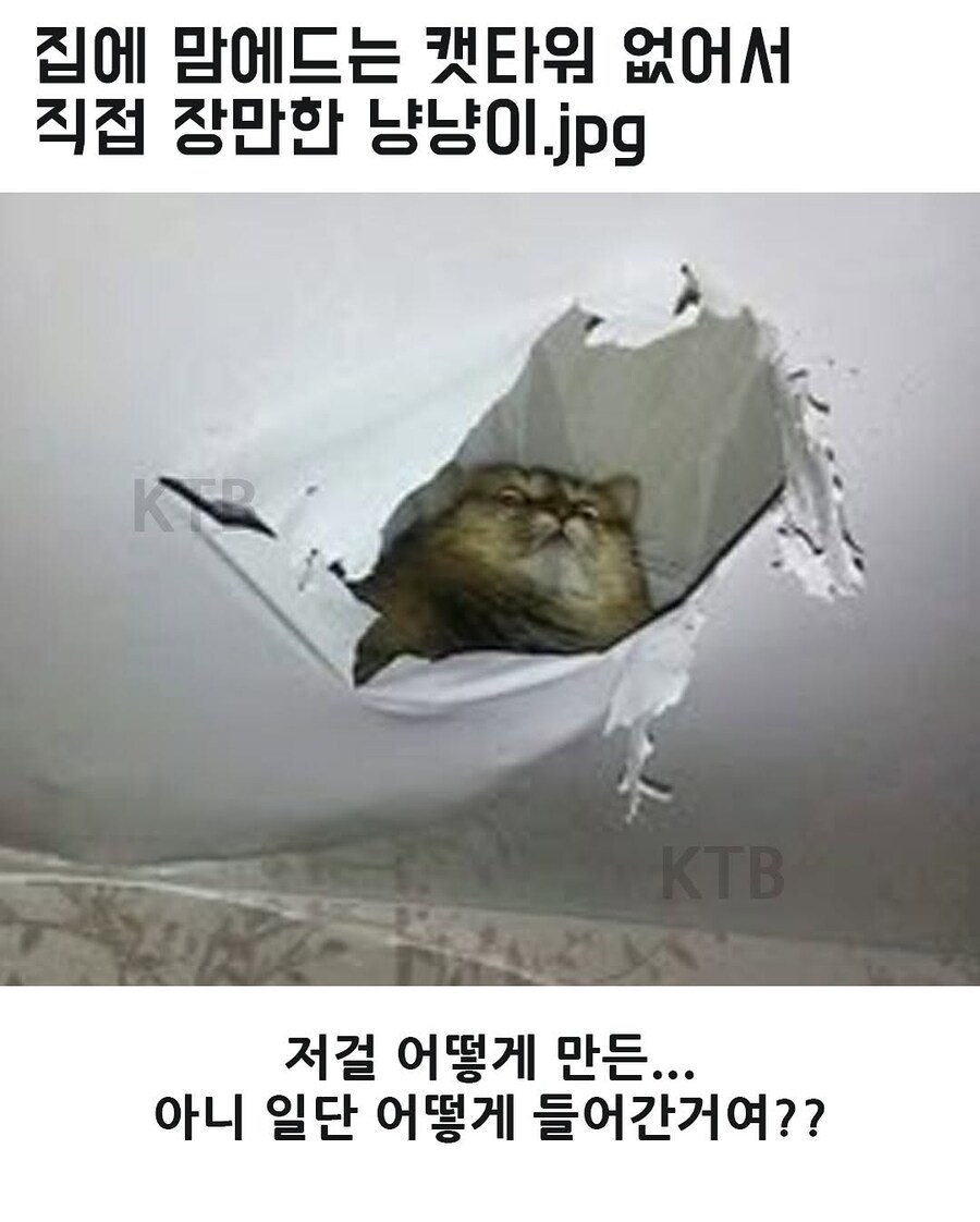 고양이는 무슨 생각해?_2.jpg