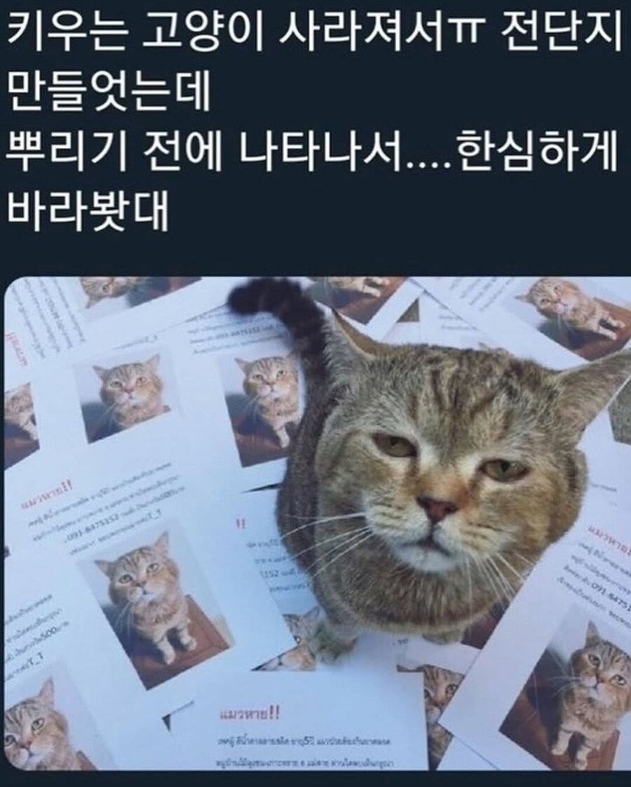 고양이는 무슨 생각해?_4.jpg
