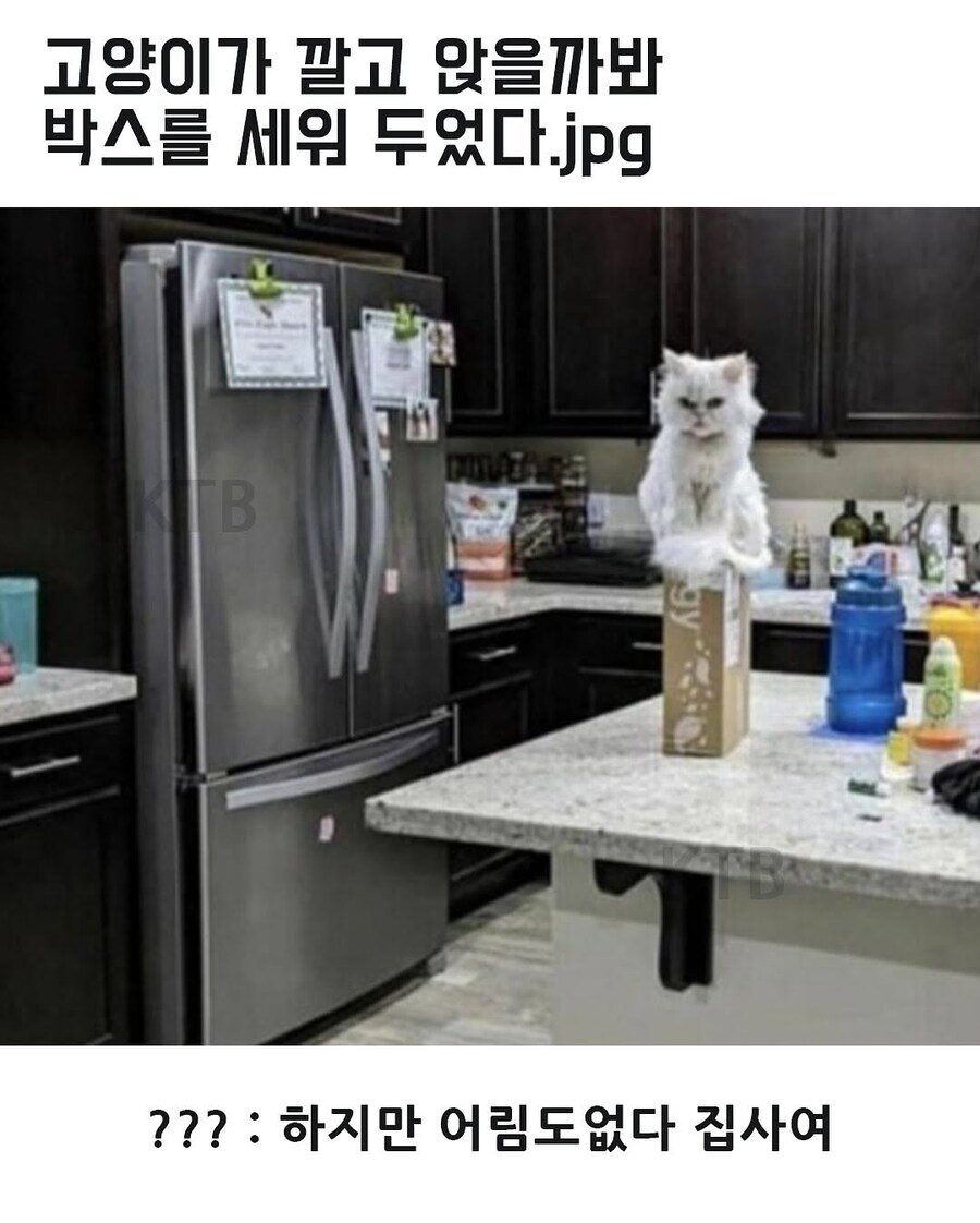 고양이는 무슨 생각해?_6.jpg