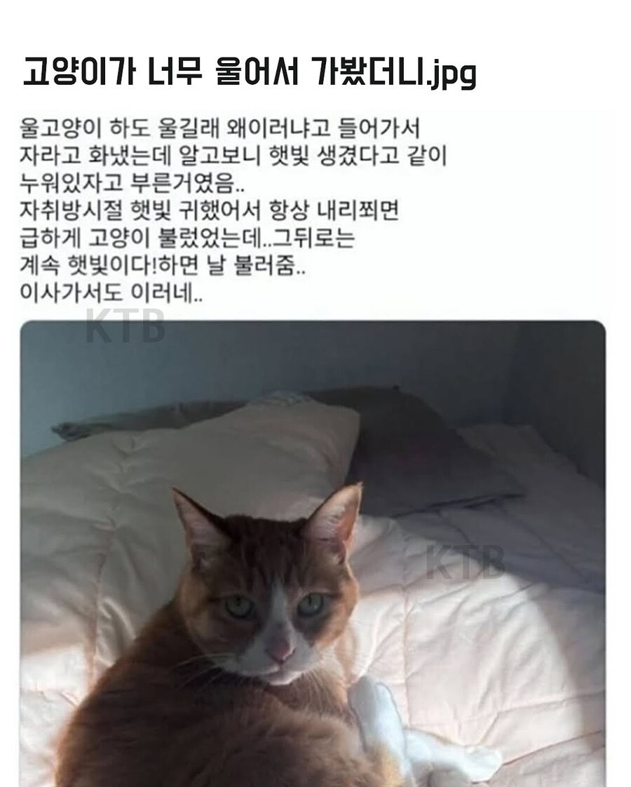 고양이는 무슨 생각해?_7.jpg