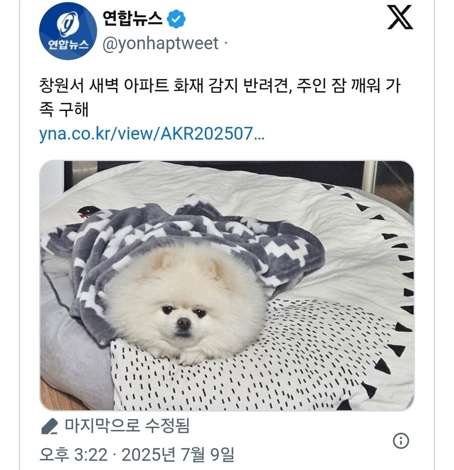 개vs고양이_1.jpg