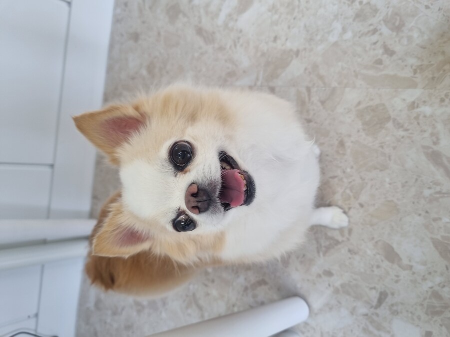 [부천/홍보살짝] 애견호텔 창업했습니다! 이름은 '히플독'이에요_2.jpg