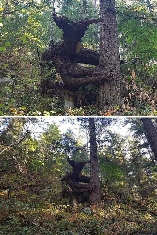 서양 동화에 유독 숲속 괴담이 많은 이유_2.jpg