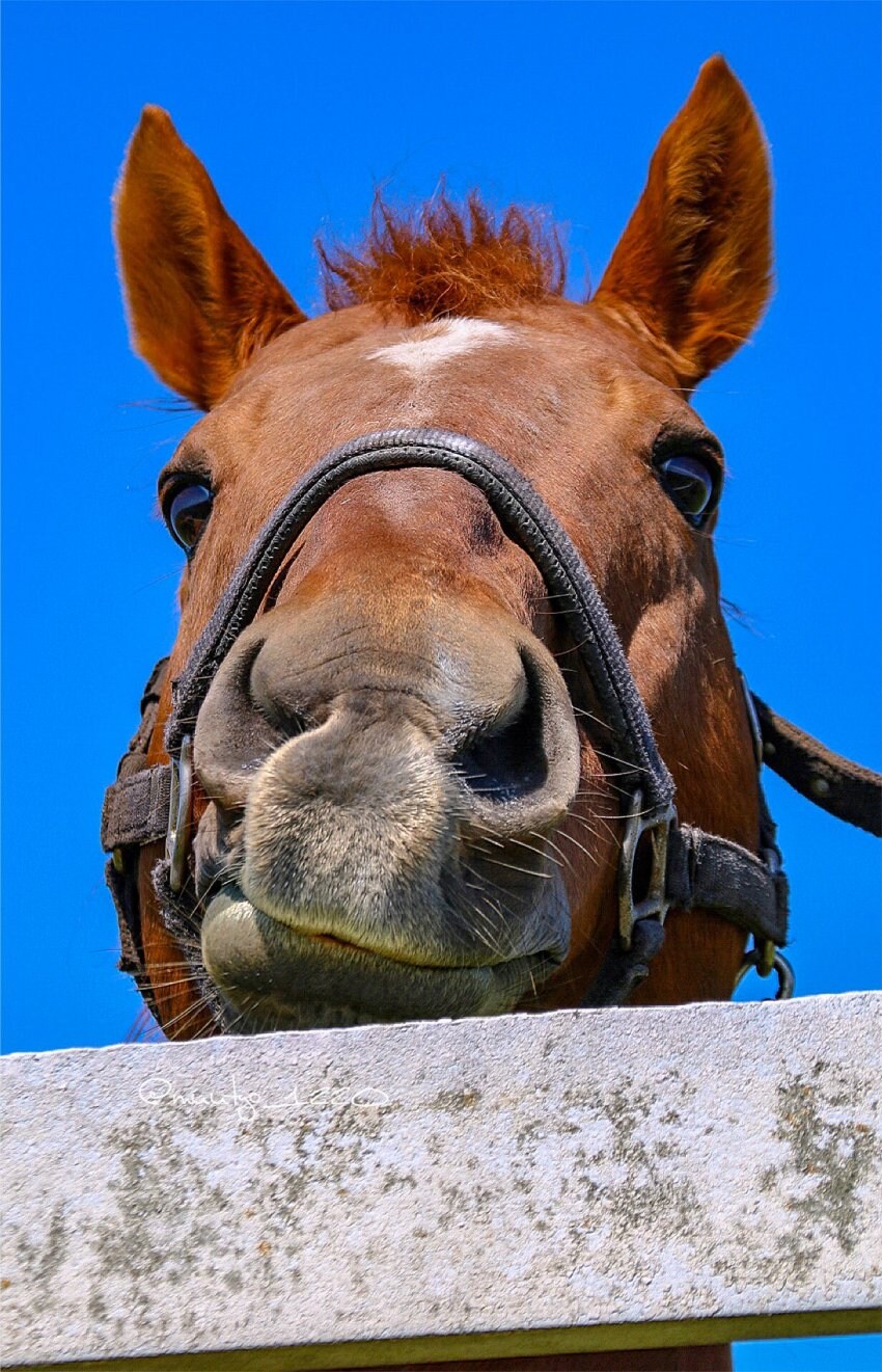 경마에서 마주, 조교사, 기수 전부 듣보면 생기는 일_5.png