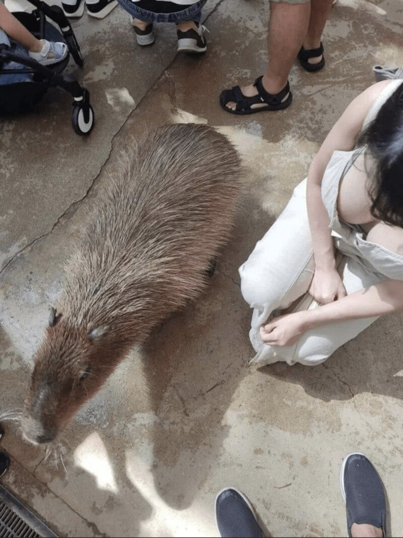 카피바라 실제 크기_1.png