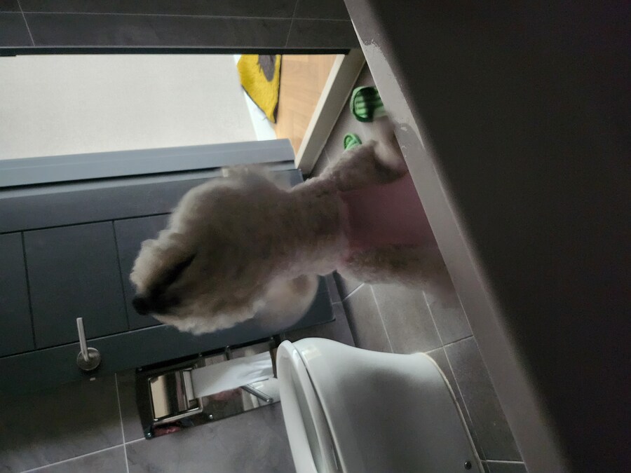 강아지하고 숨바꼭질은 쉽지않군_4.jpg