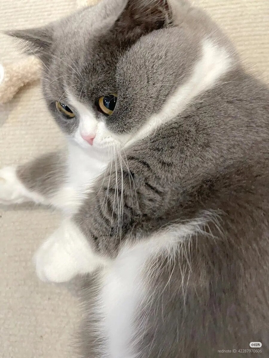 새초롬하게 쳐다보는 고양이 👀🐈_1.jpg