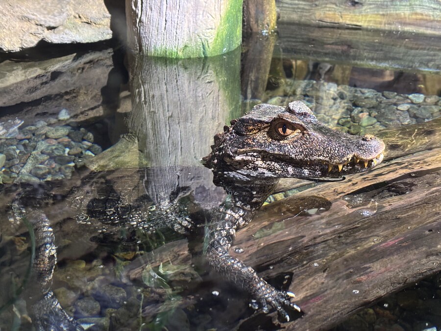 스압) 나이아가라 폭포, 토론토 여행_61.jpg