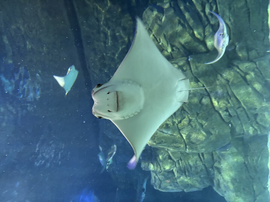 스압) 나이아가라 폭포, 토론토 여행_60.jpg