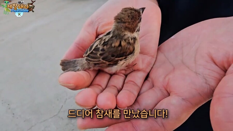 참새가 러브버그 먹는지 직접 확인해본 유튜버_11.jpg