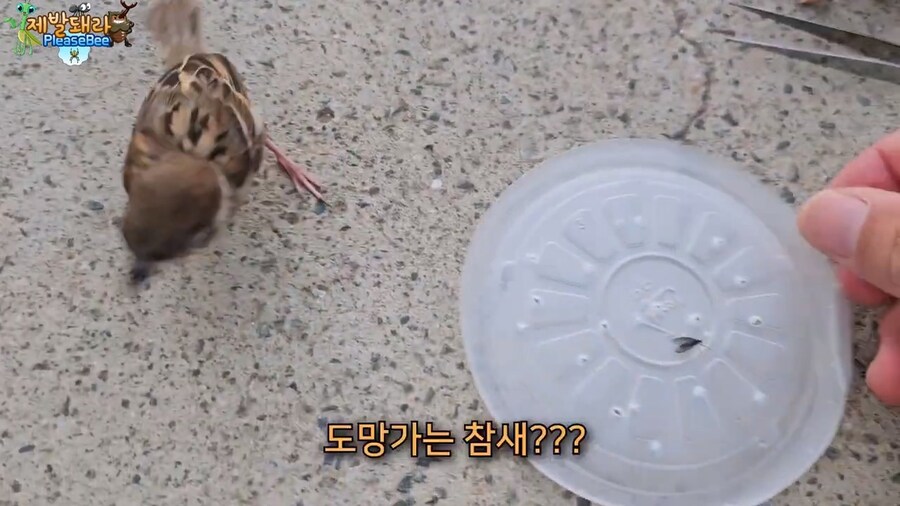 참새가 러브버그 먹는지 직접 확인해본 유튜버_14.jpg