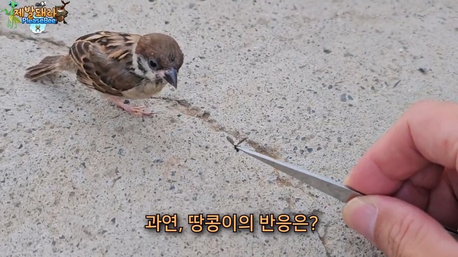 참새가 러브버그 먹는지 직접 확인해본 유튜버_15.jpg