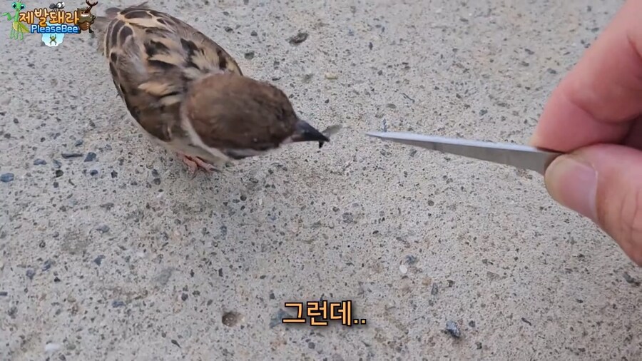 참새가 러브버그 먹는지 직접 확인해본 유튜버_17.jpg