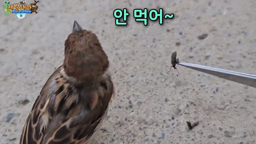 참새가 러브버그 먹는지 직접 확인해본 유튜버_25.jpg
