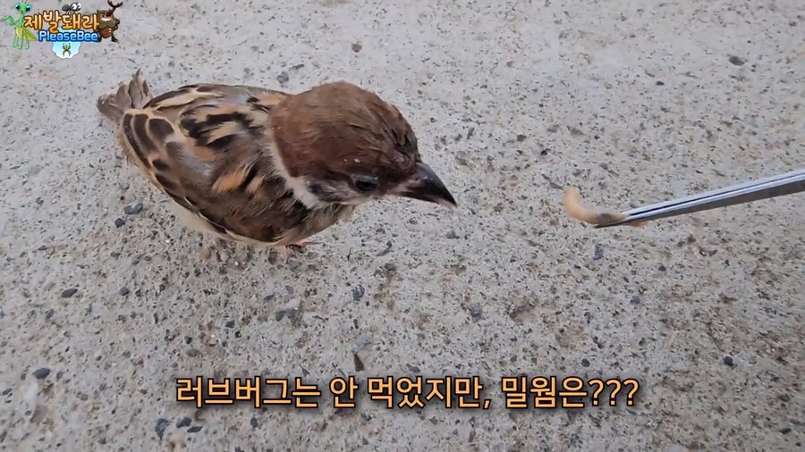 참새가 러브버그 먹는지 직접 확인해본 유튜버_27.jpg