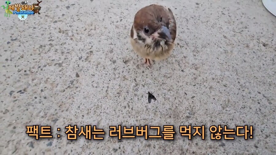 참새가 러브버그 먹는지 직접 확인해본 유튜버_29.jpg