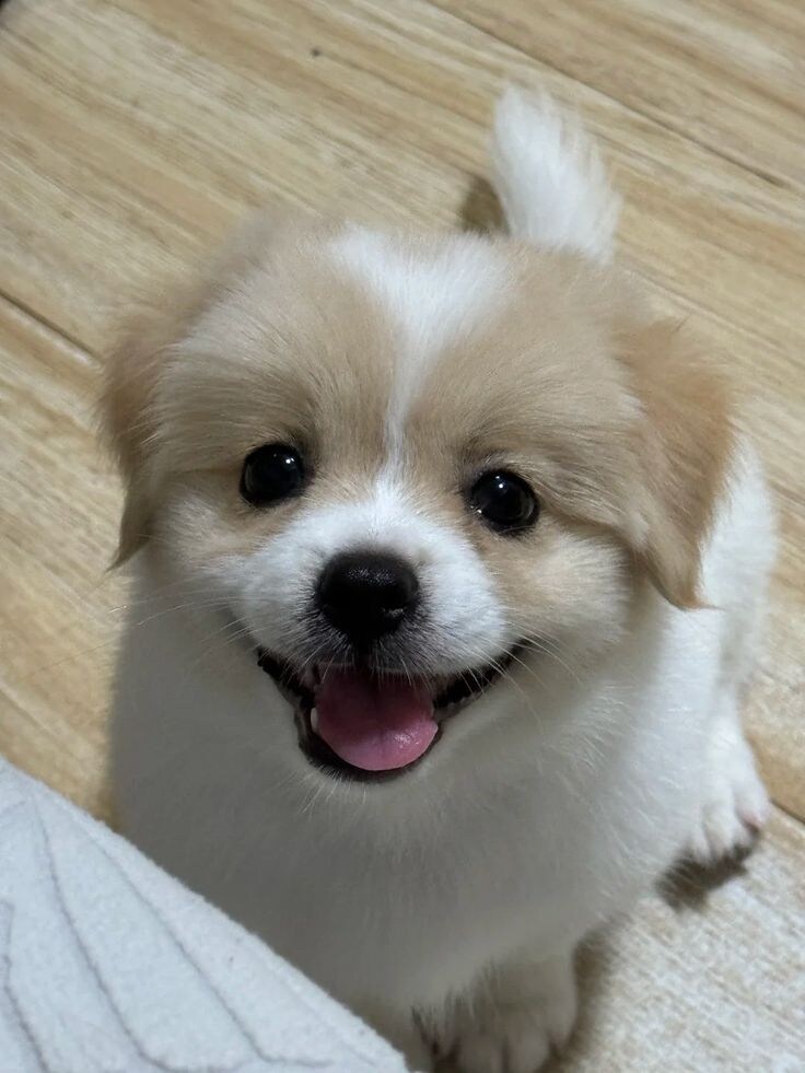 오늘 발견한 귀여운 바둑이.jpg_2.jpg