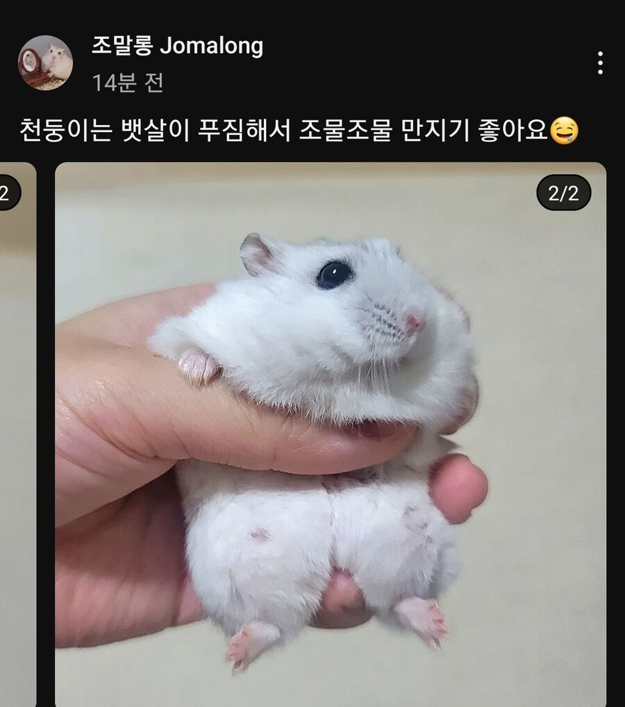 햄찌 뱃살 말랑_2.png