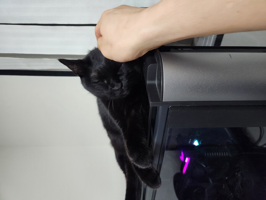 인기없는 우리집 검은 똥냥이 근황_3.jpg