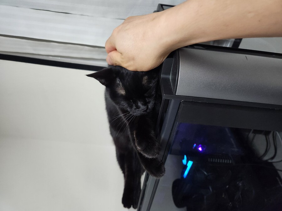 인기없는 우리집 검은 똥냥이 근황_5.jpg