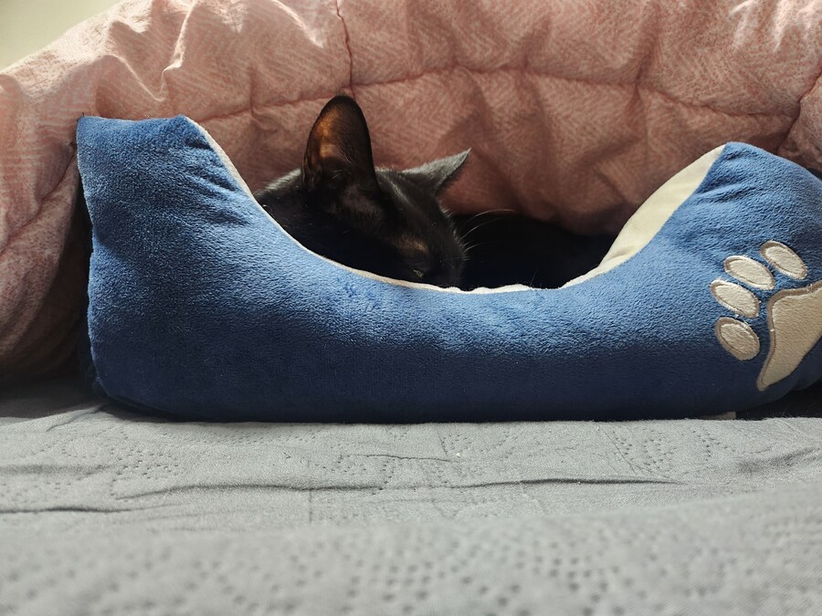 인기없는 우리집 검은 똥냥이 근황_6.jpg