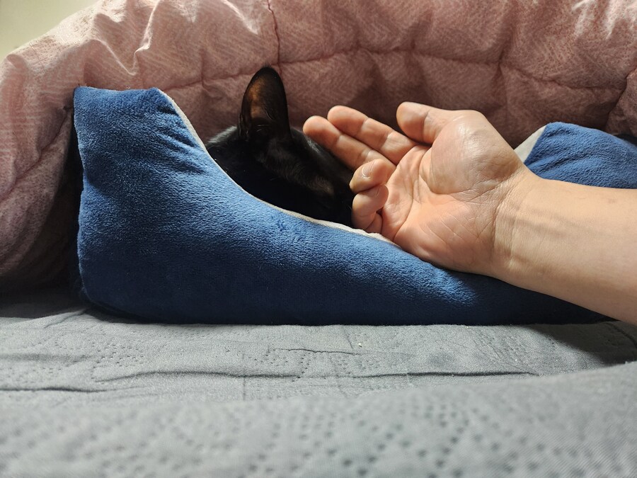 인기없는 우리집 검은 똥냥이 근황_7.jpg