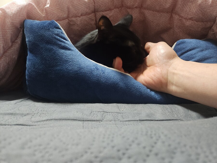 인기없는 우리집 검은 똥냥이 근황_8.jpg