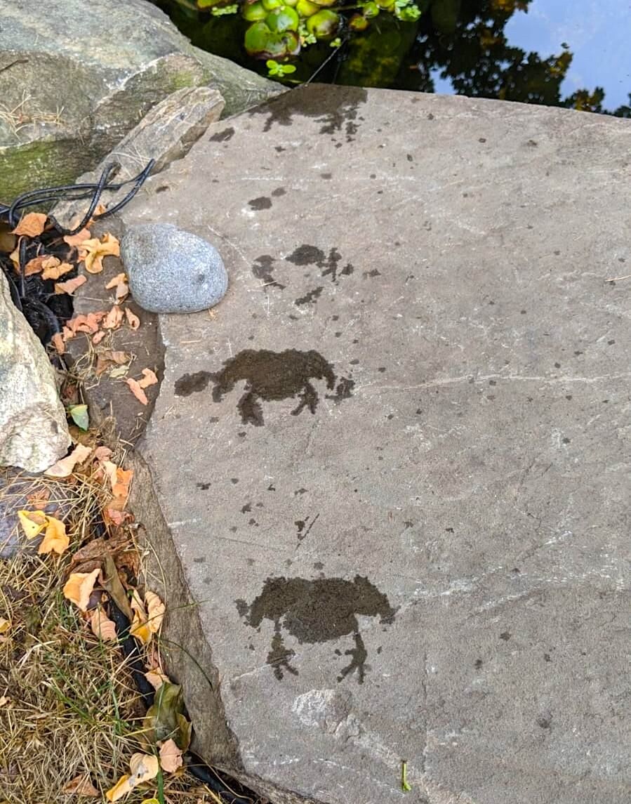 🐸 지나간 자리 🐸_1.jpg