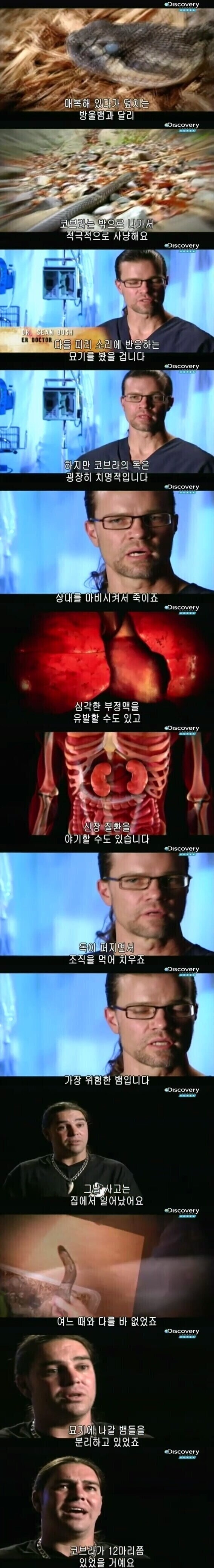 [극혐] 코브라한테 물려 배에 구멍이 뚫린 사람.jpg_1.jpg