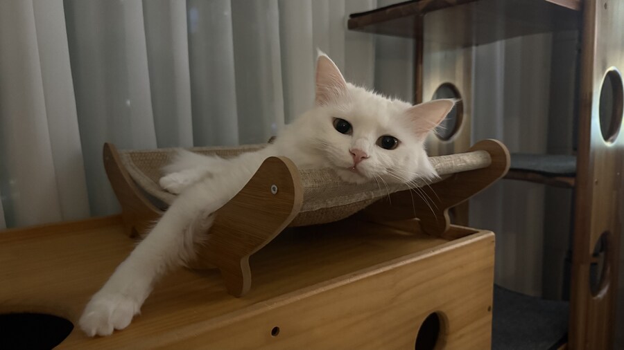 고양이에게 고마울 때_3.jpg