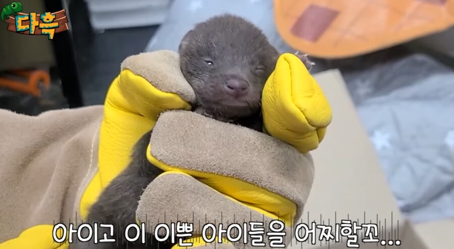 잘못 만지면 진짜 위험한 동물.jpg_5.png
